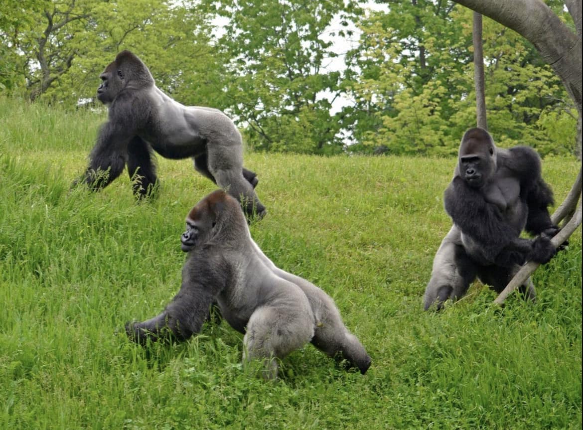 Detroit Zoo saying goodbye to 3 gorillas this summer