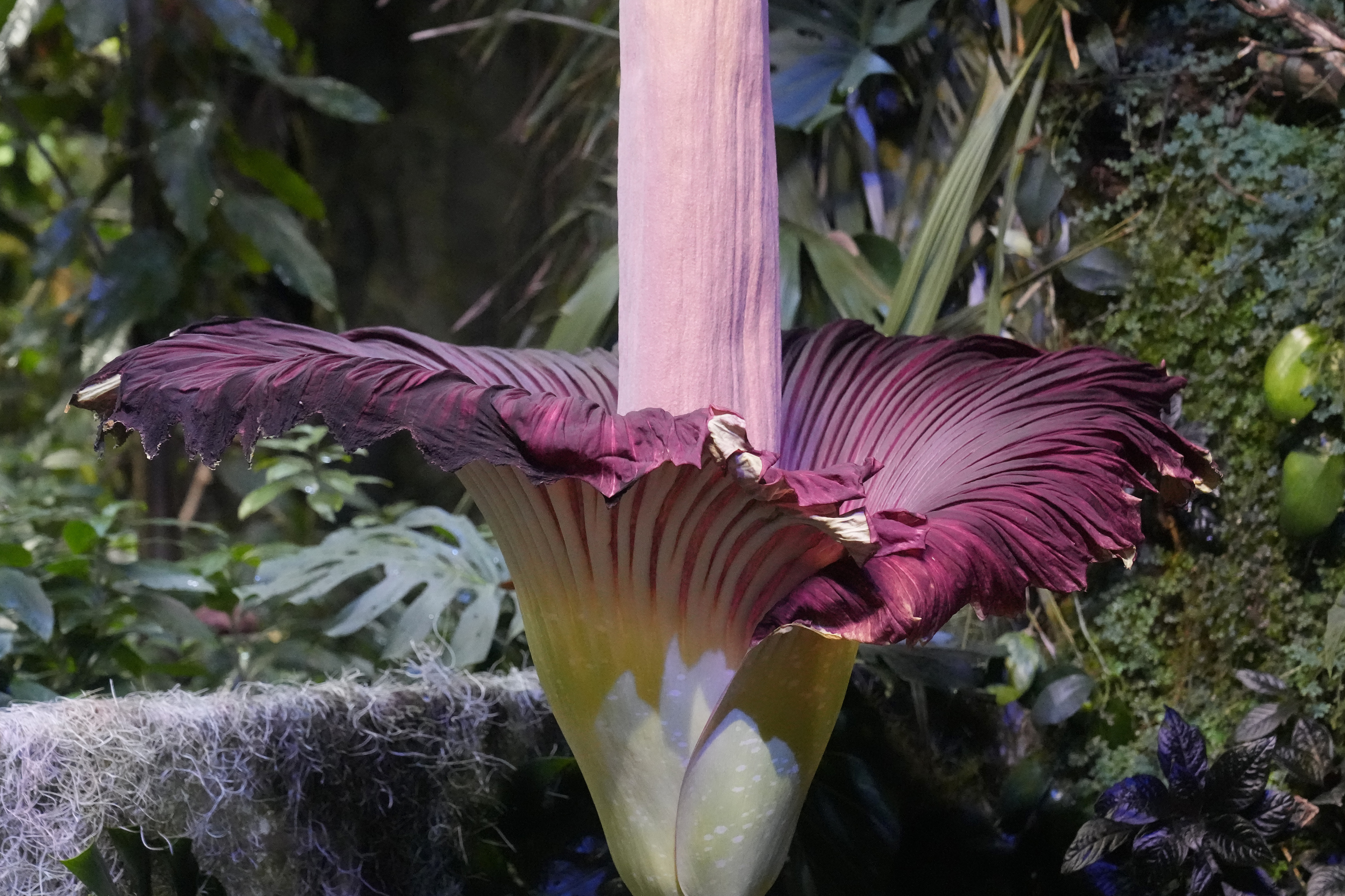 Visitors line up to see and smell a corpse flower's stinking bloom