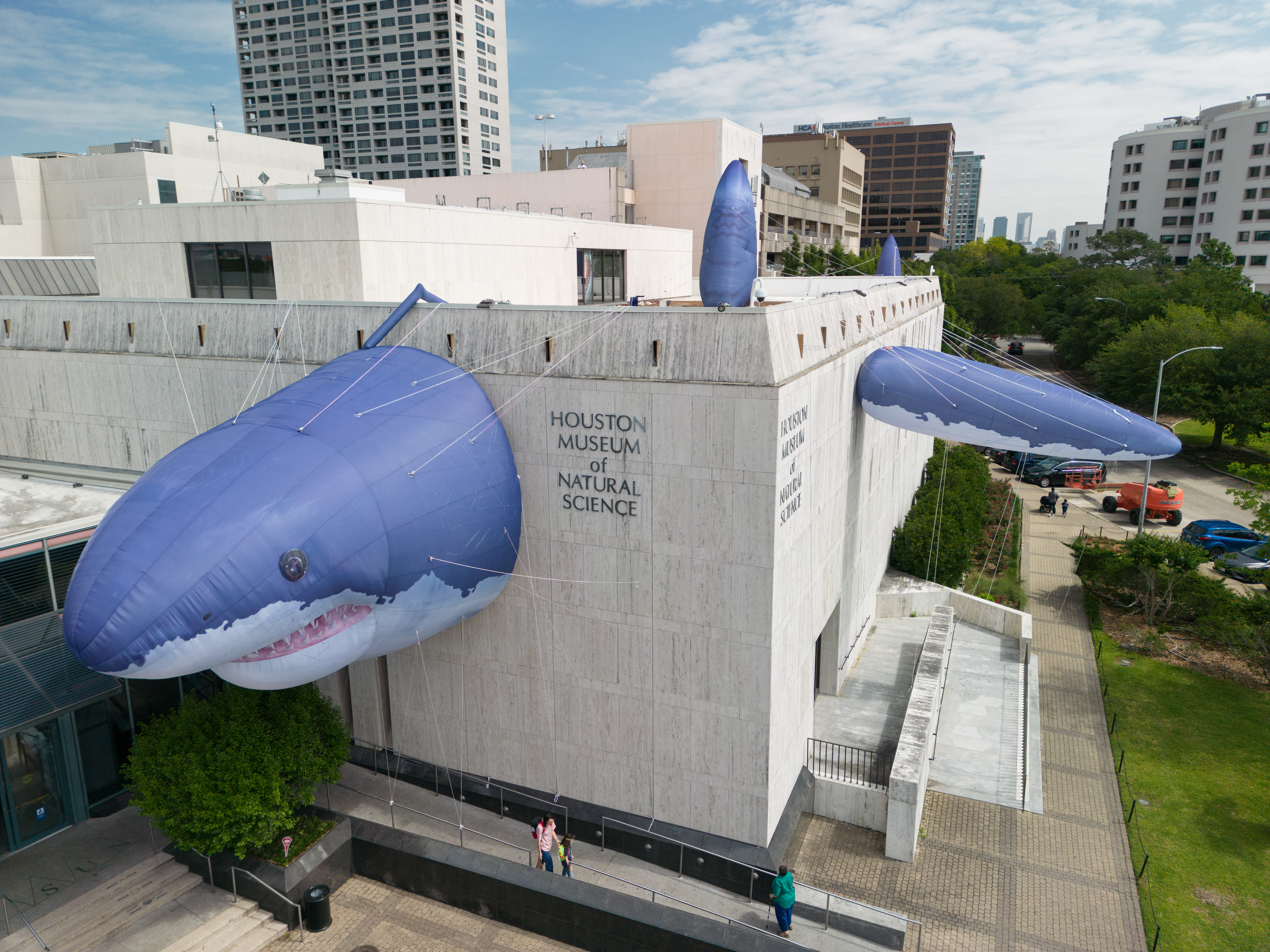 Houston Museum of Natural Science to bring 'fin-tastic' new shark exhibit
