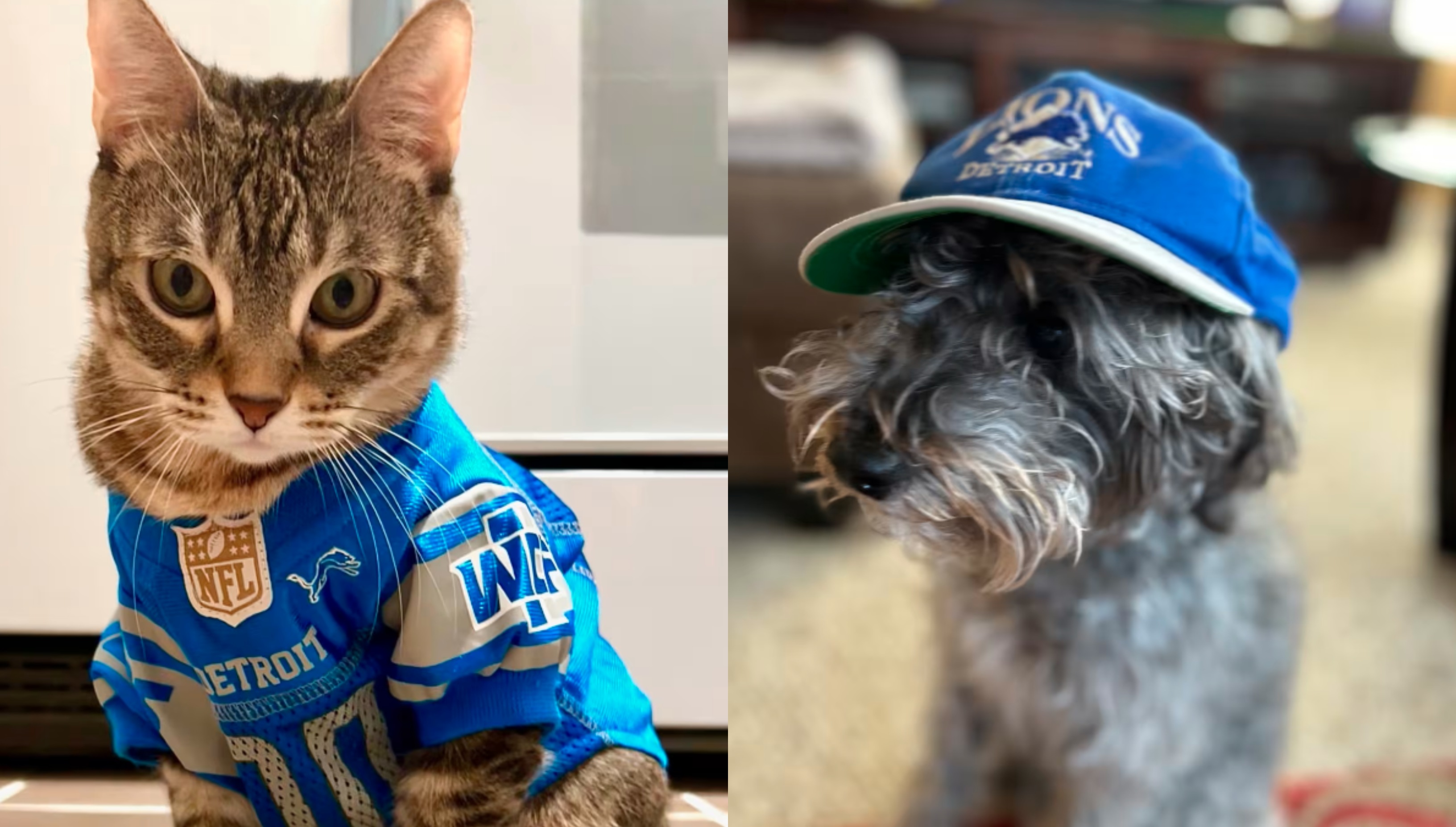 Detroit lions 2024 cat jersey