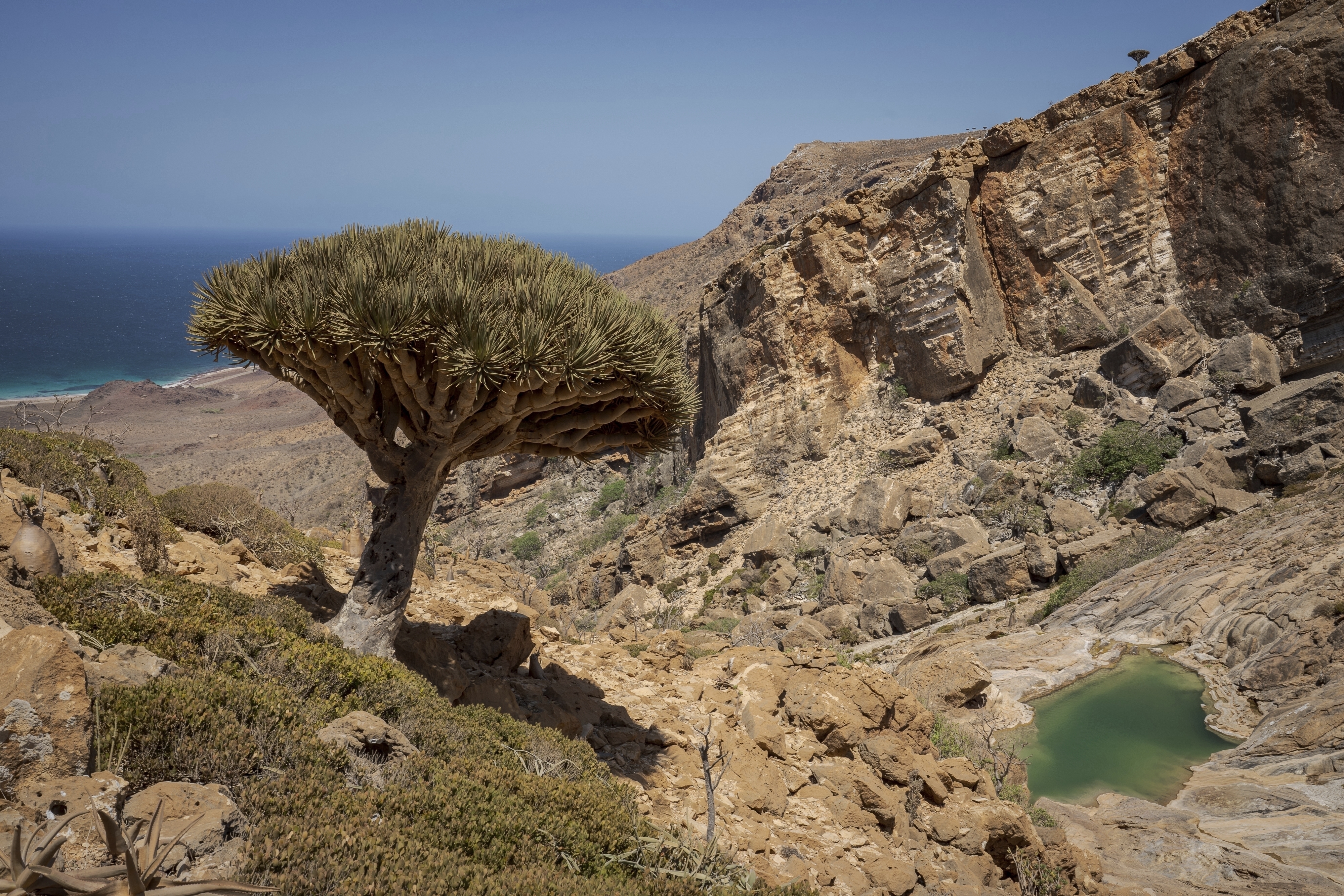 These surreal trees survived for centuries. Scientists worry for