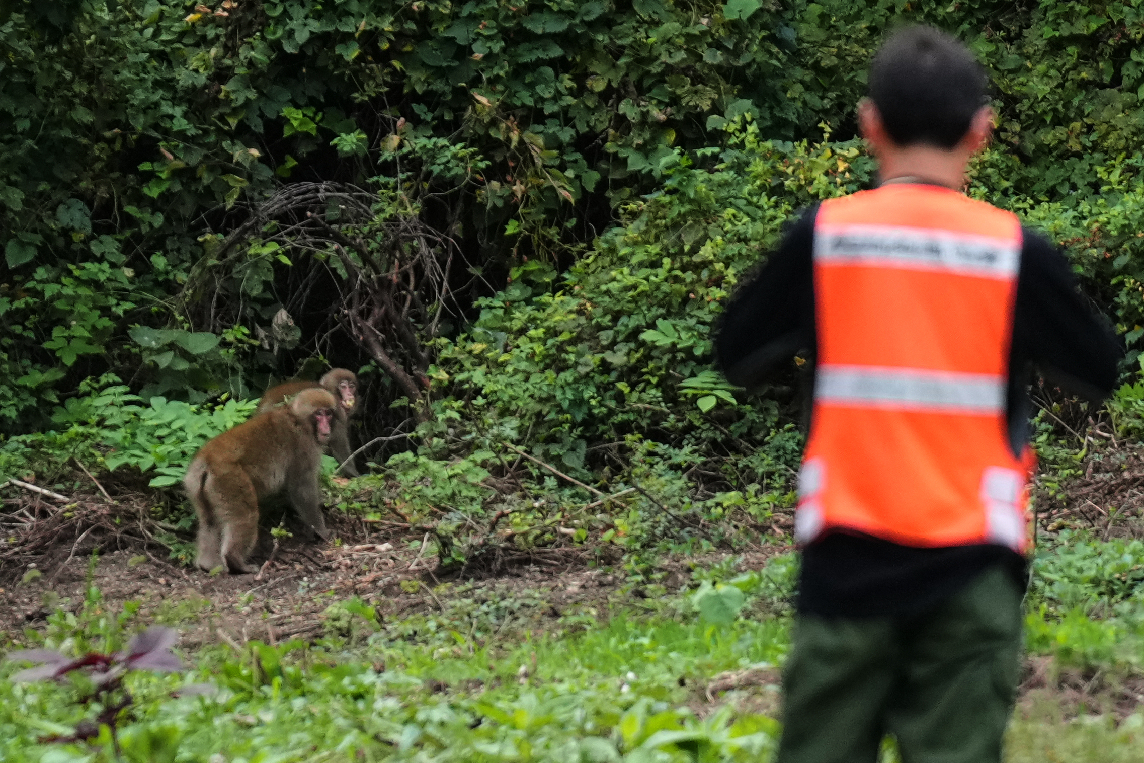 In Japan's Northern Alps, residents battle monkeys to protect