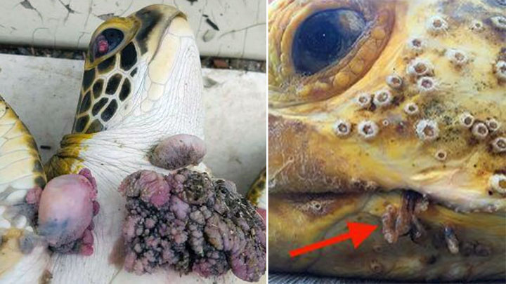 Sick sea turtles linked to leeches in Florida saltwater