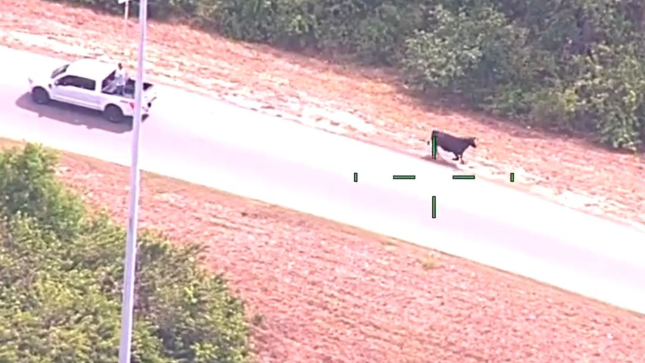 Udderly great news:' Hillsborough deputies wrangle loose cow along I-75