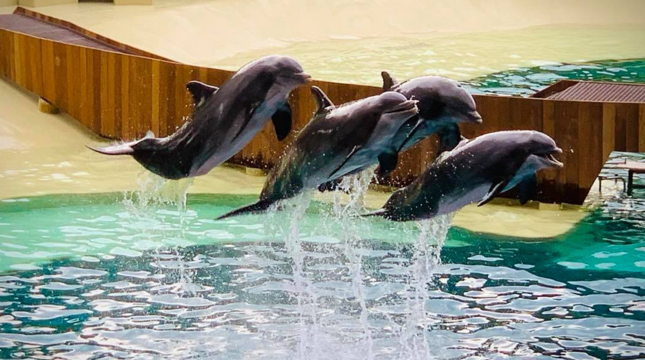 Las Vegas Strip dolphins have new home at Sea World, Kats, Entertainment