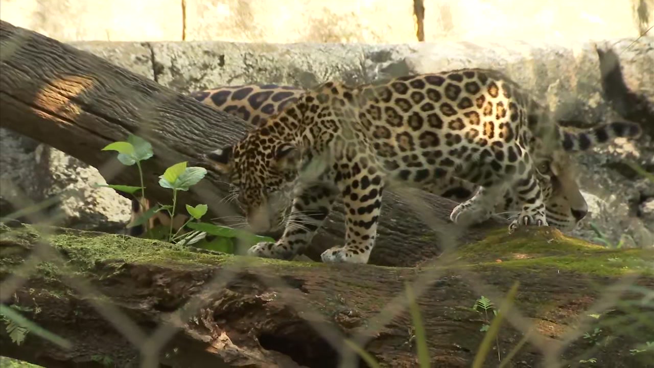 New Jaguars cub at Jacksonville Zoo selects Jags as winner over