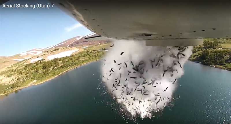 Here's why fish are falling from the sky in Utah