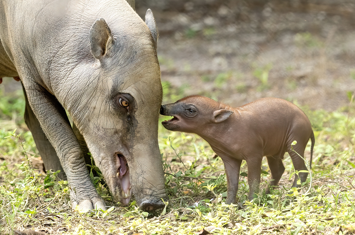 Zoo Miami announces birth of rare wild pig