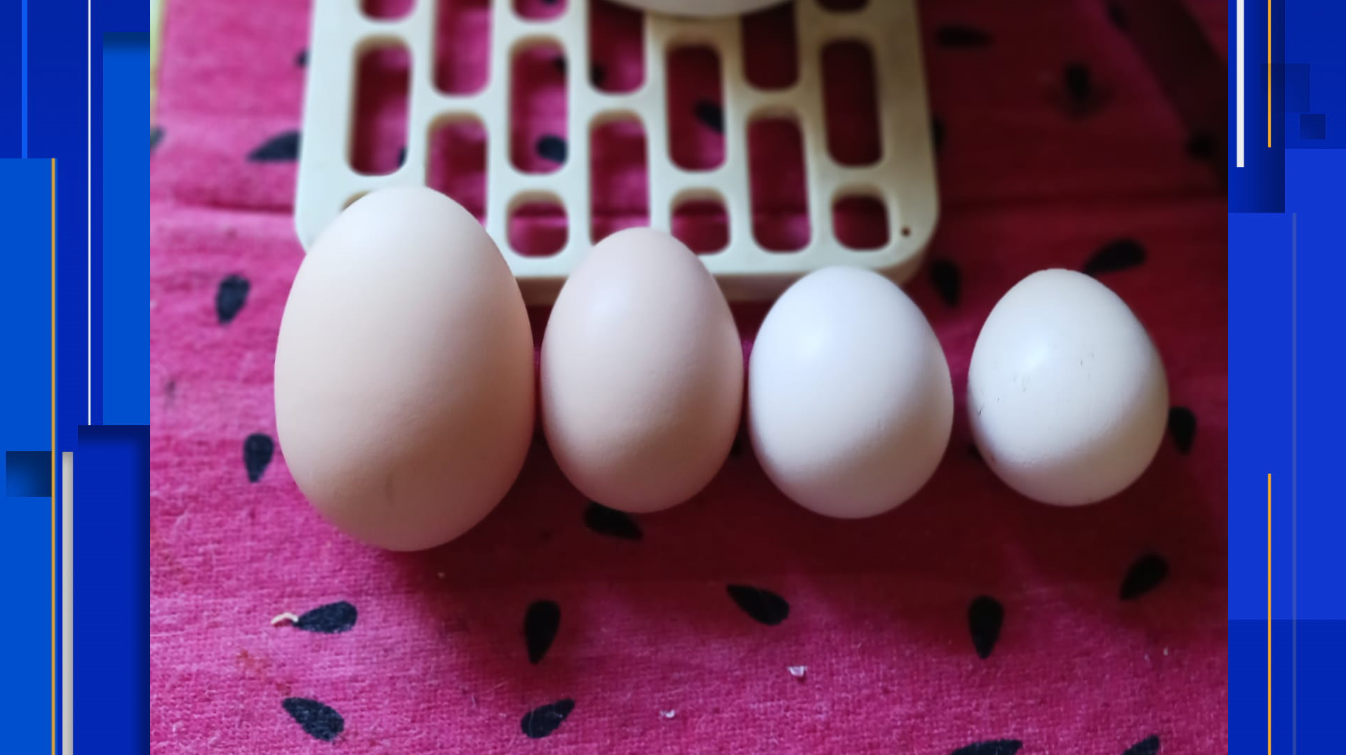 German Hen Lays Near Record Sized Egg