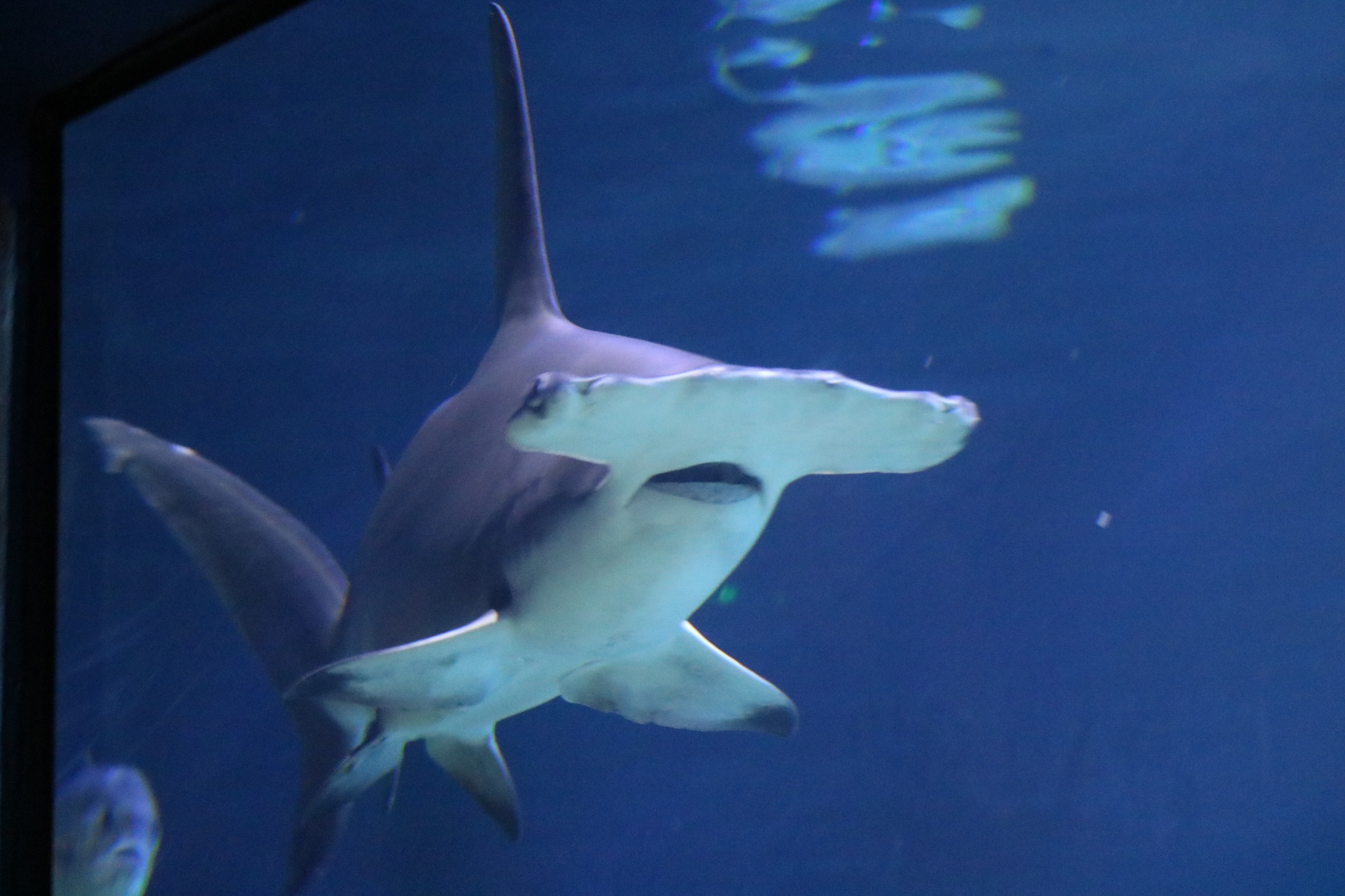 SeaWorld Orlando welcomes first great hammerhead shark