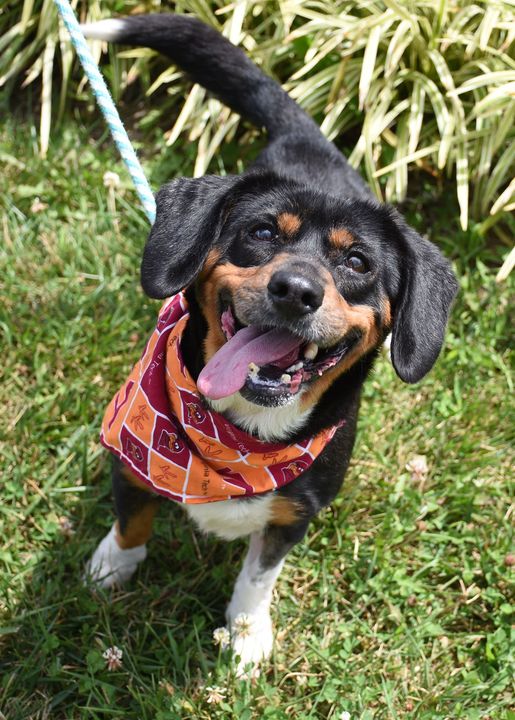 sad-zebra540: dog with lakers jersey