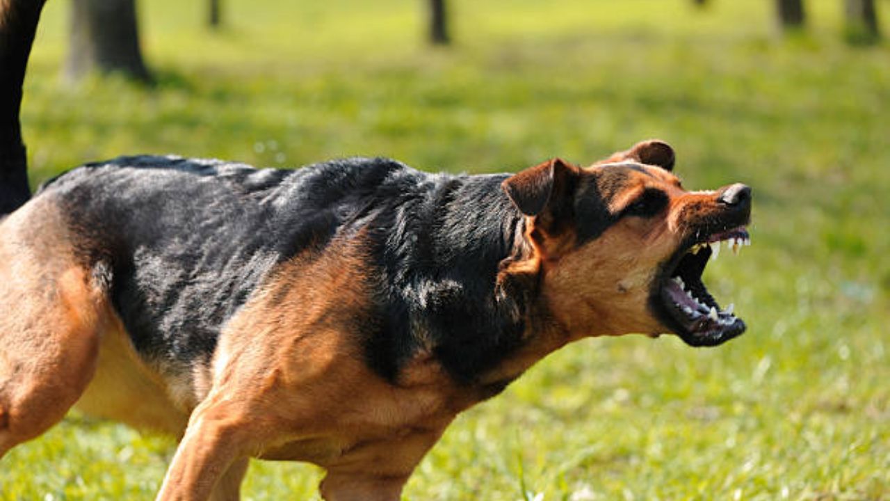 Aggressive Behavior Dog: Effective Tips to Manage and Prevent