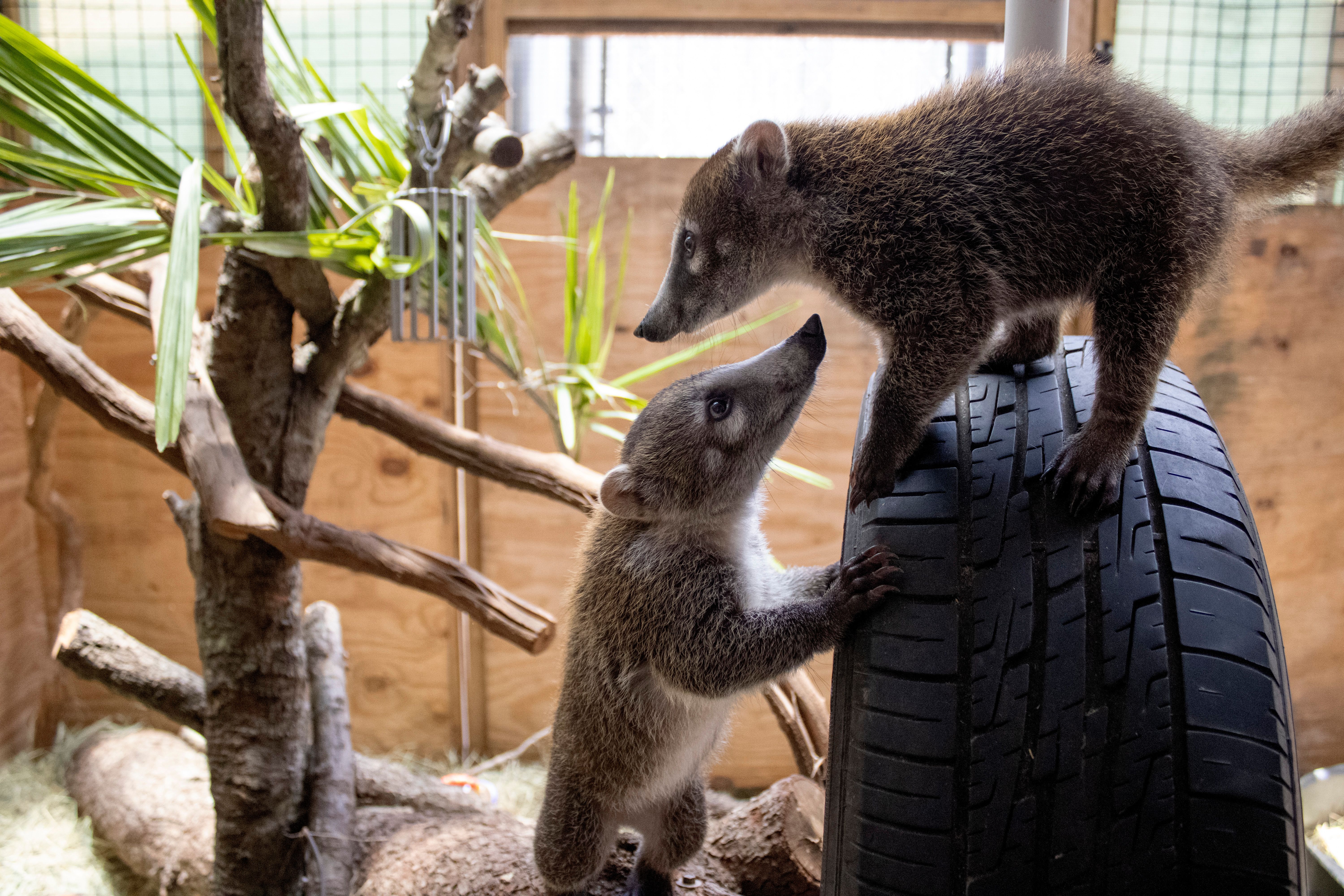 Mongoose :: Jacksonville Jaguars