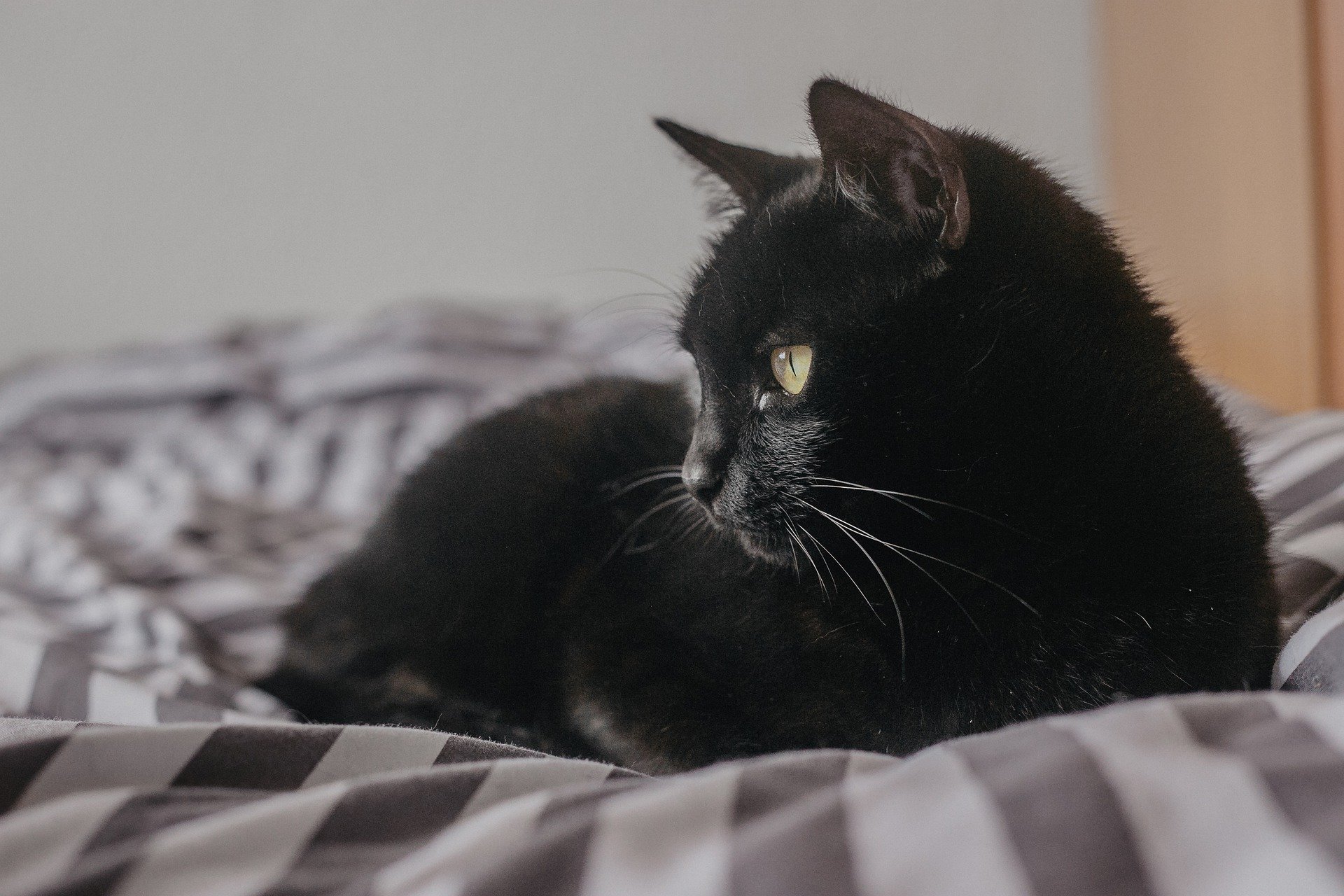 Cat black Black Cat: