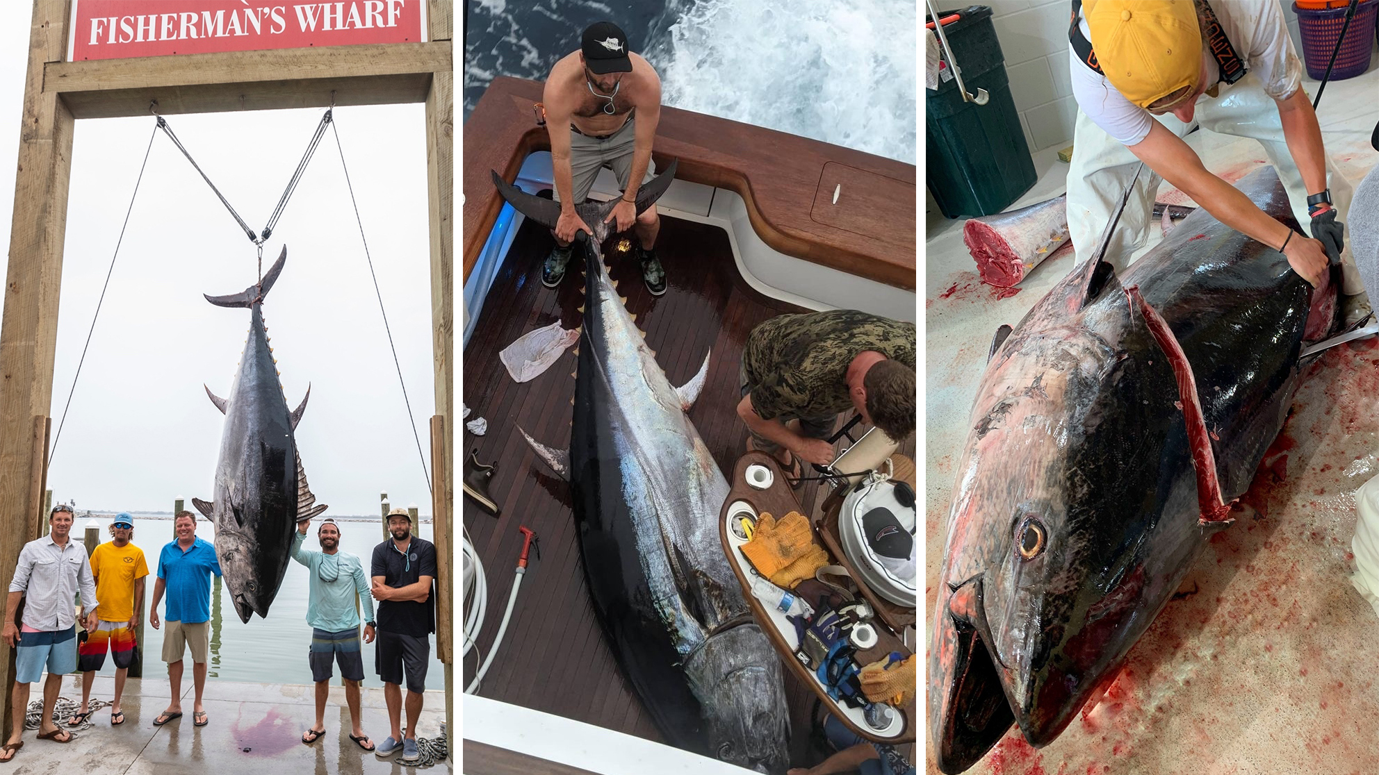 Massive bluefin tuna is a new Florida fishing record