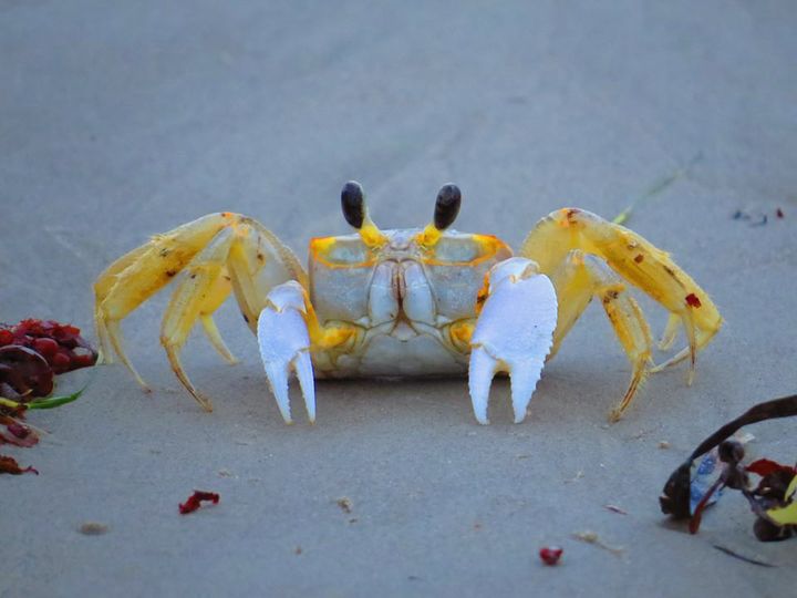 Those ghost crabs that live on Texas beaches can scuddle up to 10 mph and  hold their breath for 6 weeks