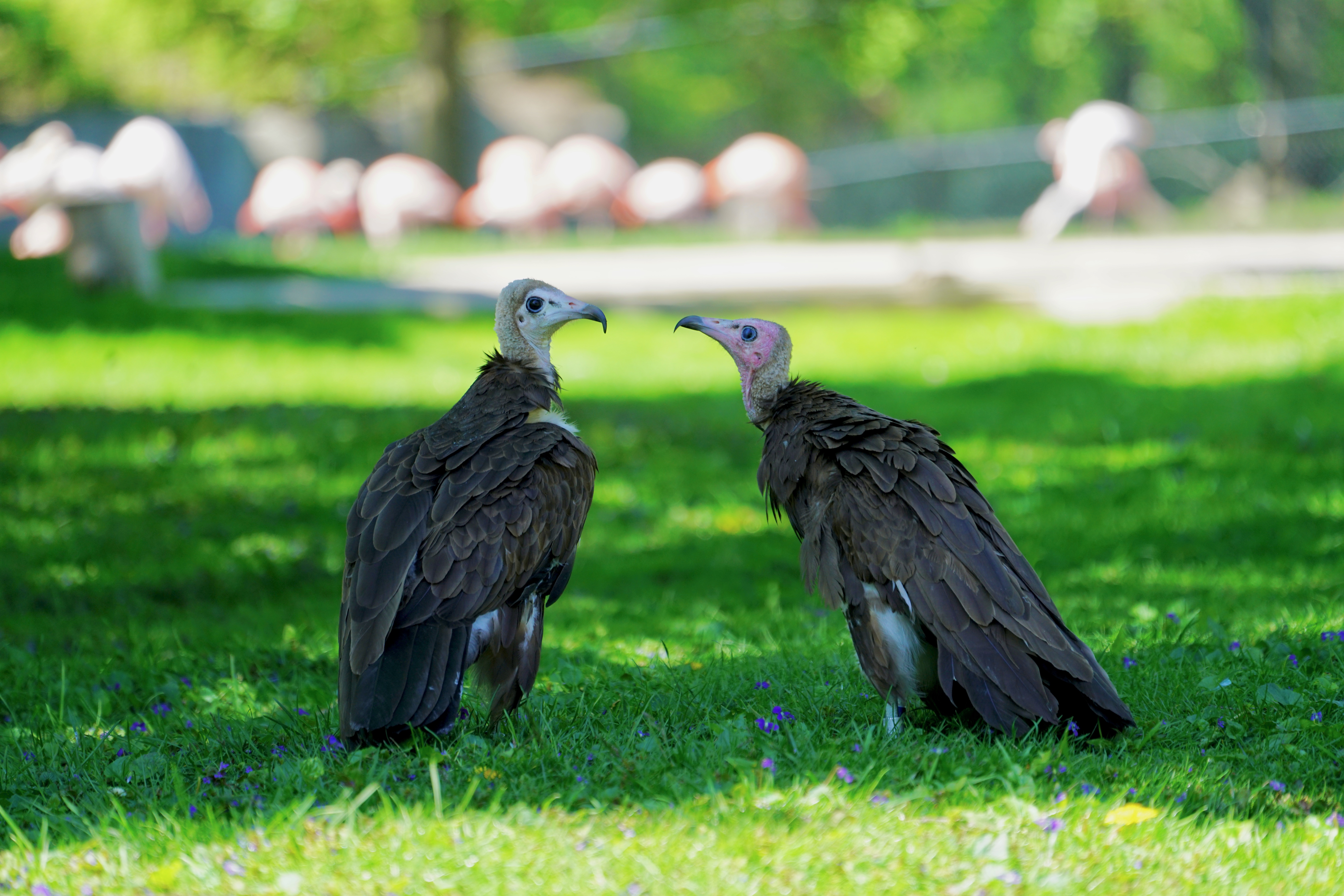 For 1st time, Detroit Zoo vultures moved to Africa to restore