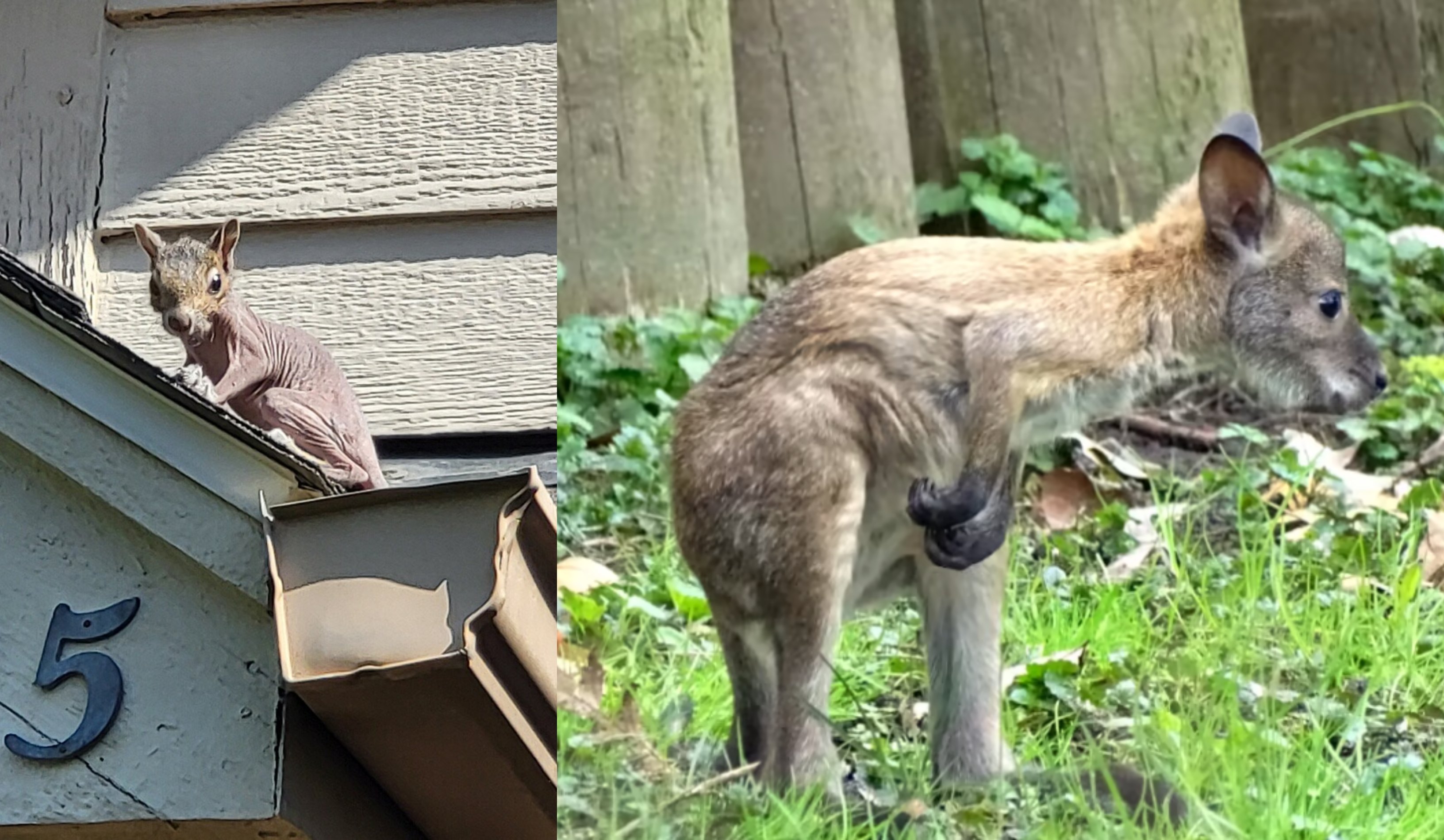 1 year ago Looking back on the mystery of Metro Detroits missing wallaby