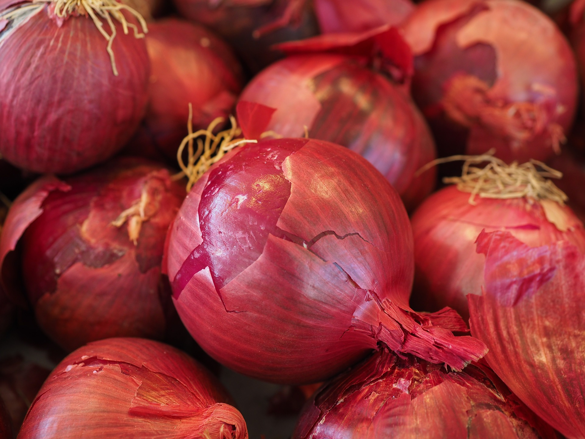 Shallot Small Red - Free photo on Pixabay - Pixabay