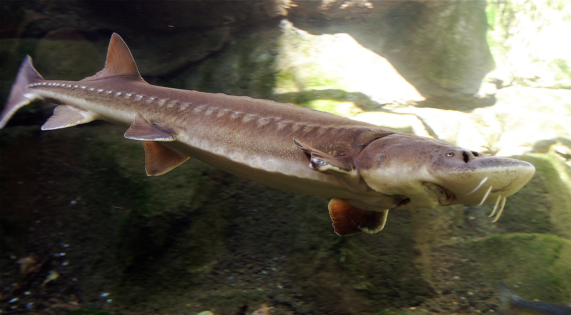 lake sturgeon mouth