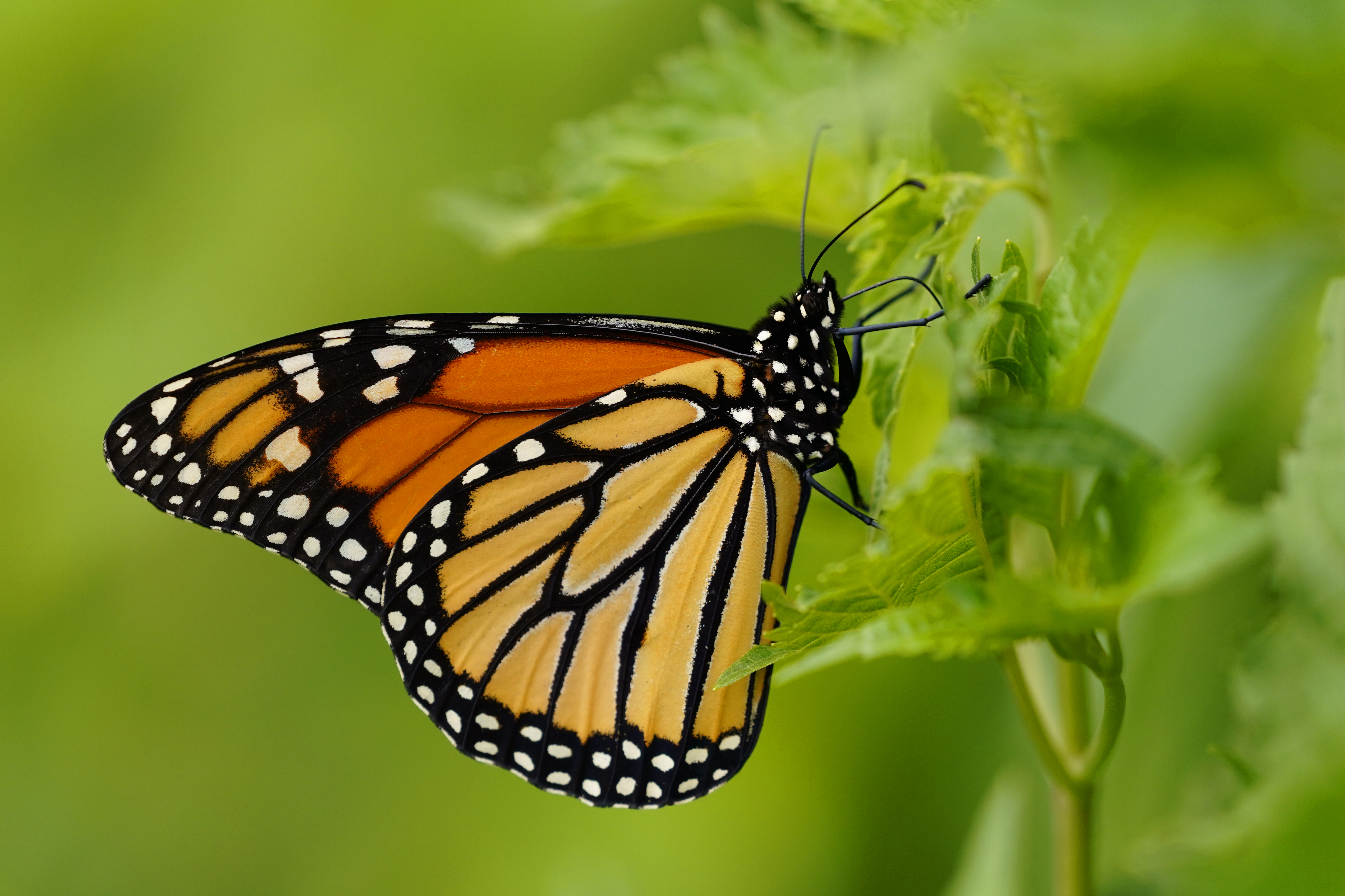 Western monarch butterfly numbers in California dropped by 30% last year,  researchers say