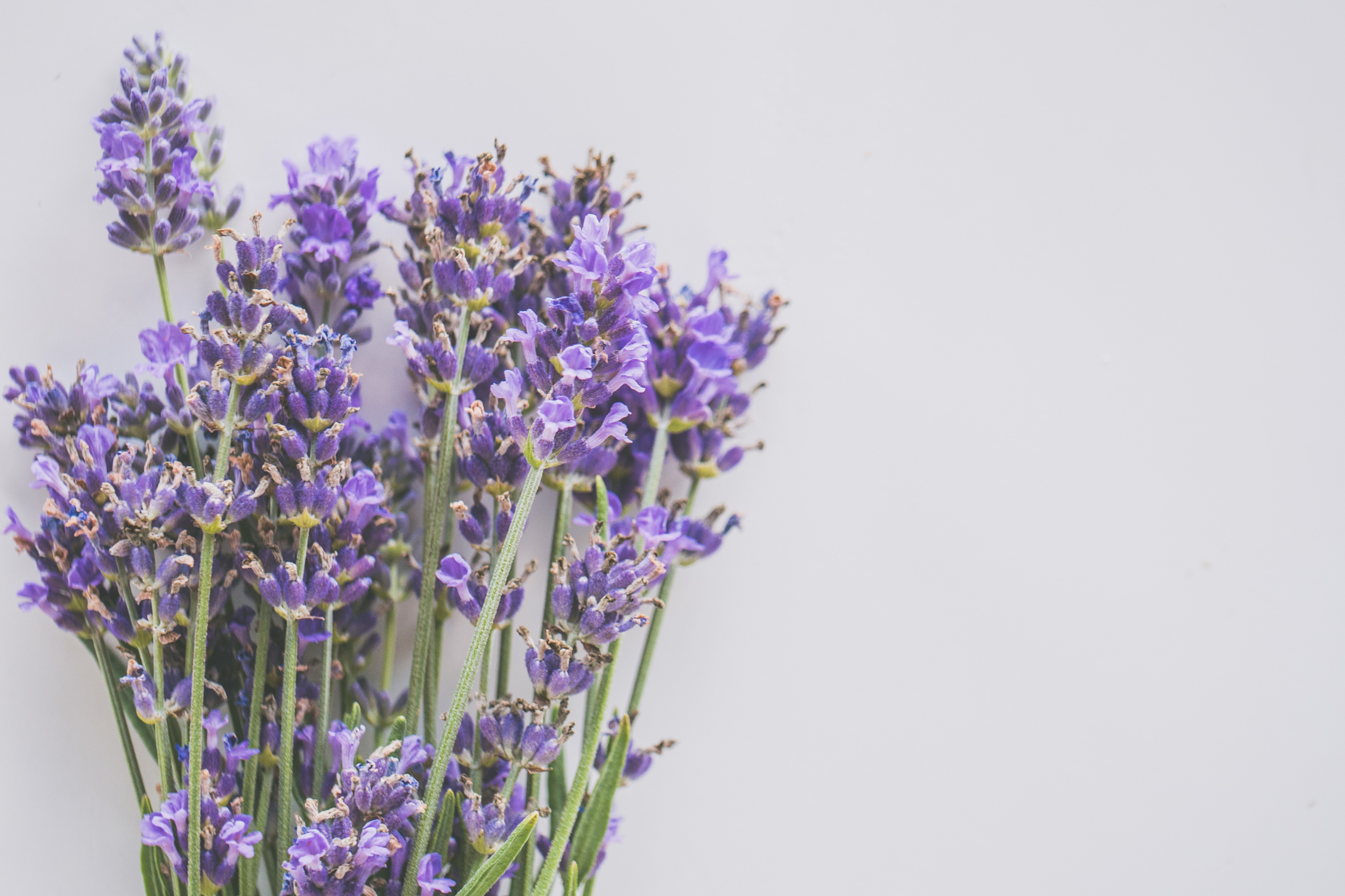 Blake s annual Lavender Market festival begins Friday in Armada