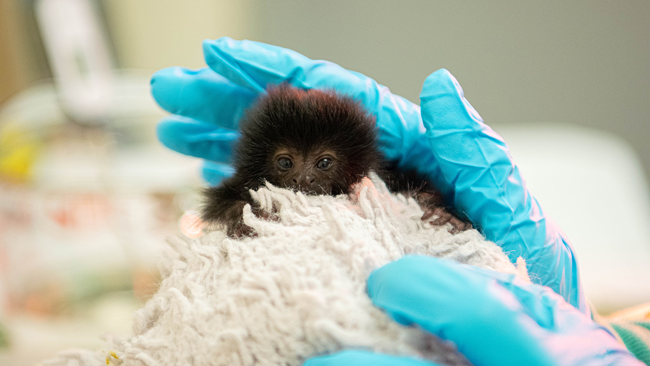 Animal Professionals Hand-Raising Tiny Goeldi's Monkey - The Houston Zoo