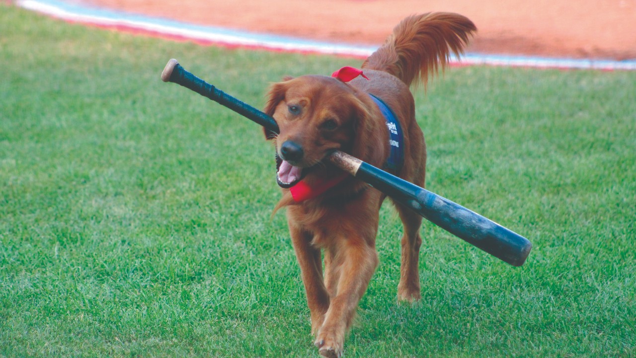 The Cutest Puppies In Baseball  Cute puppies, Puppies, Dog gear