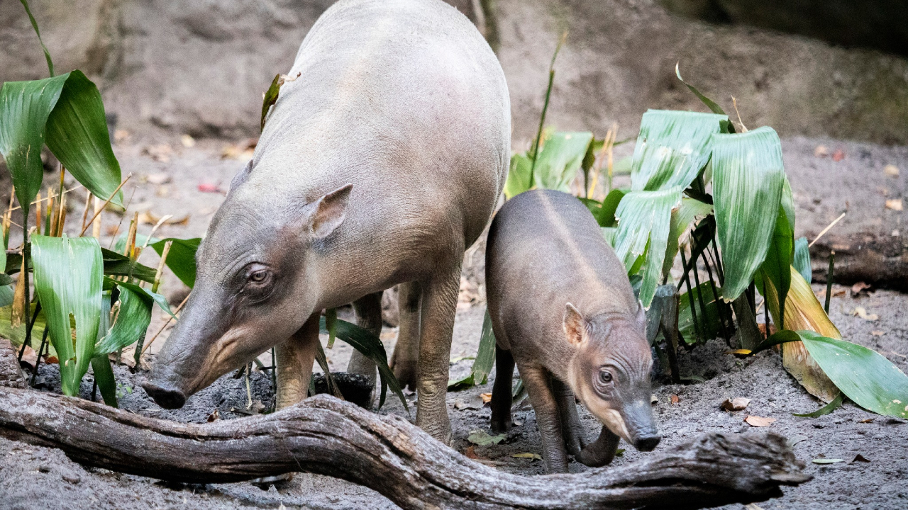 baby babirusa