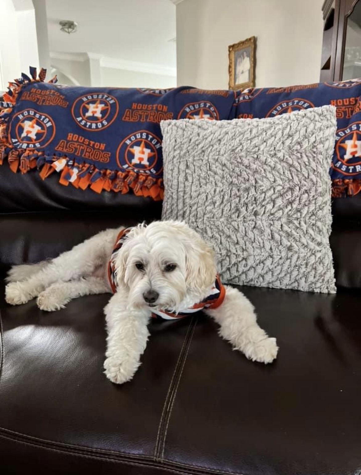 Pets love the Stros! Send photos of your fur baby supporting the Astros  through Click2Pins