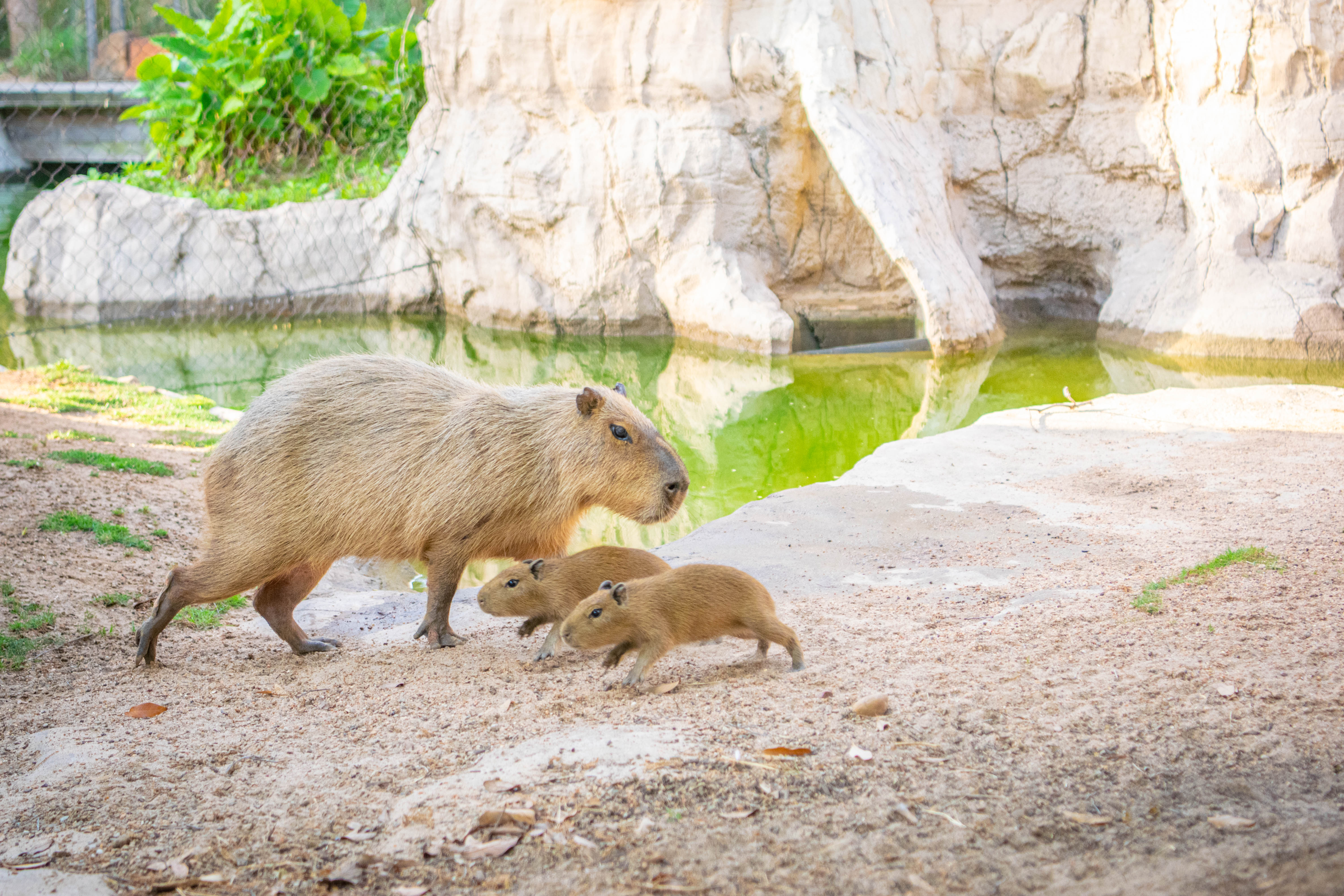 Capybara at Buffalo zoo : r/capybara