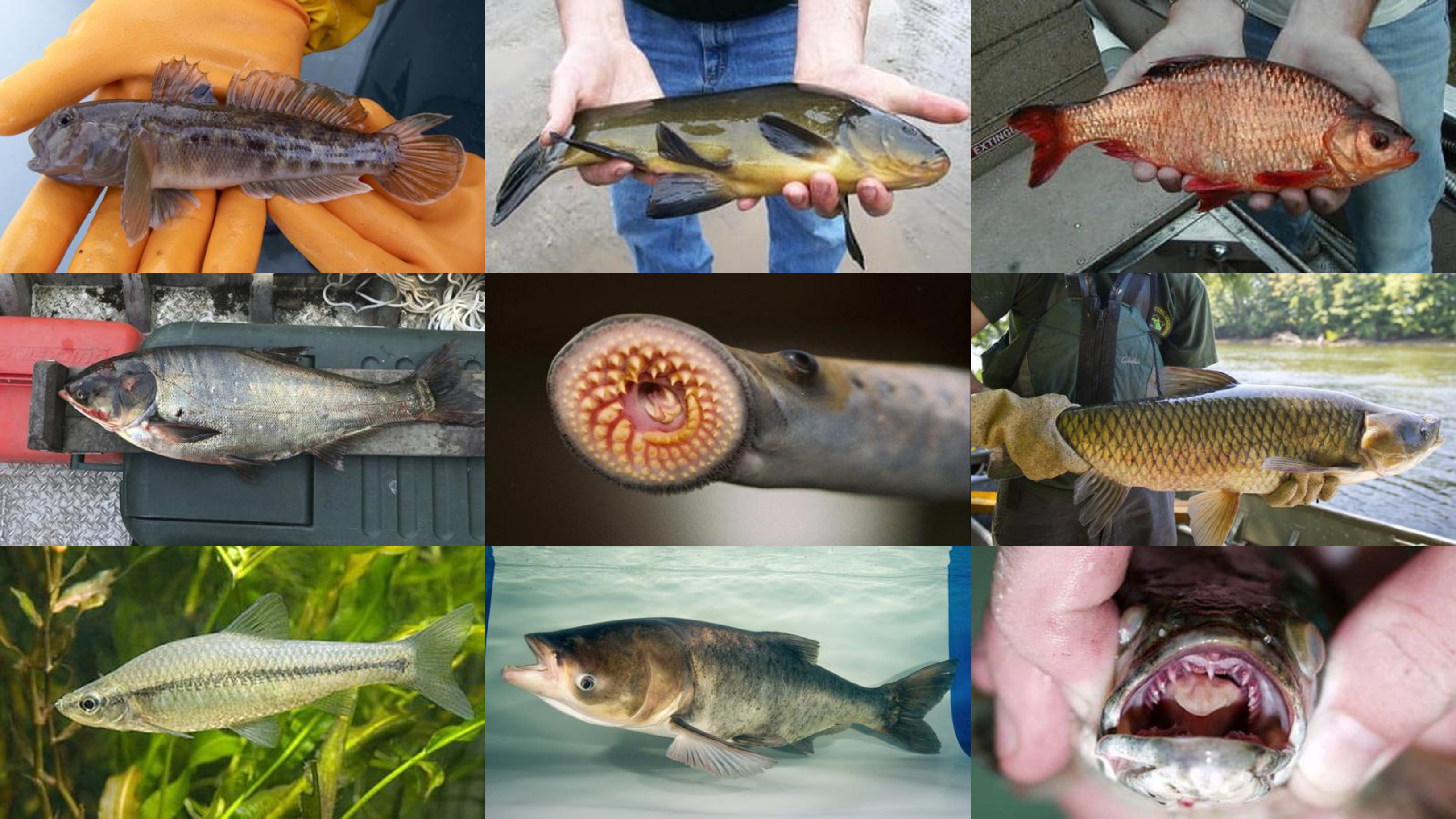 Meet the 17 invasive fish Michigan residents should know about