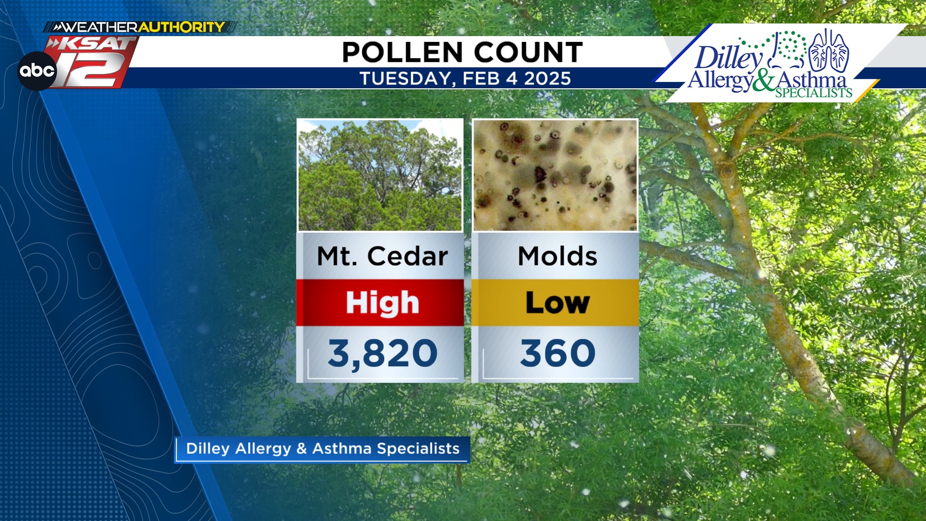 MOUNTAIN CEDAR: Elevated counts observed as we approach the end of the  season