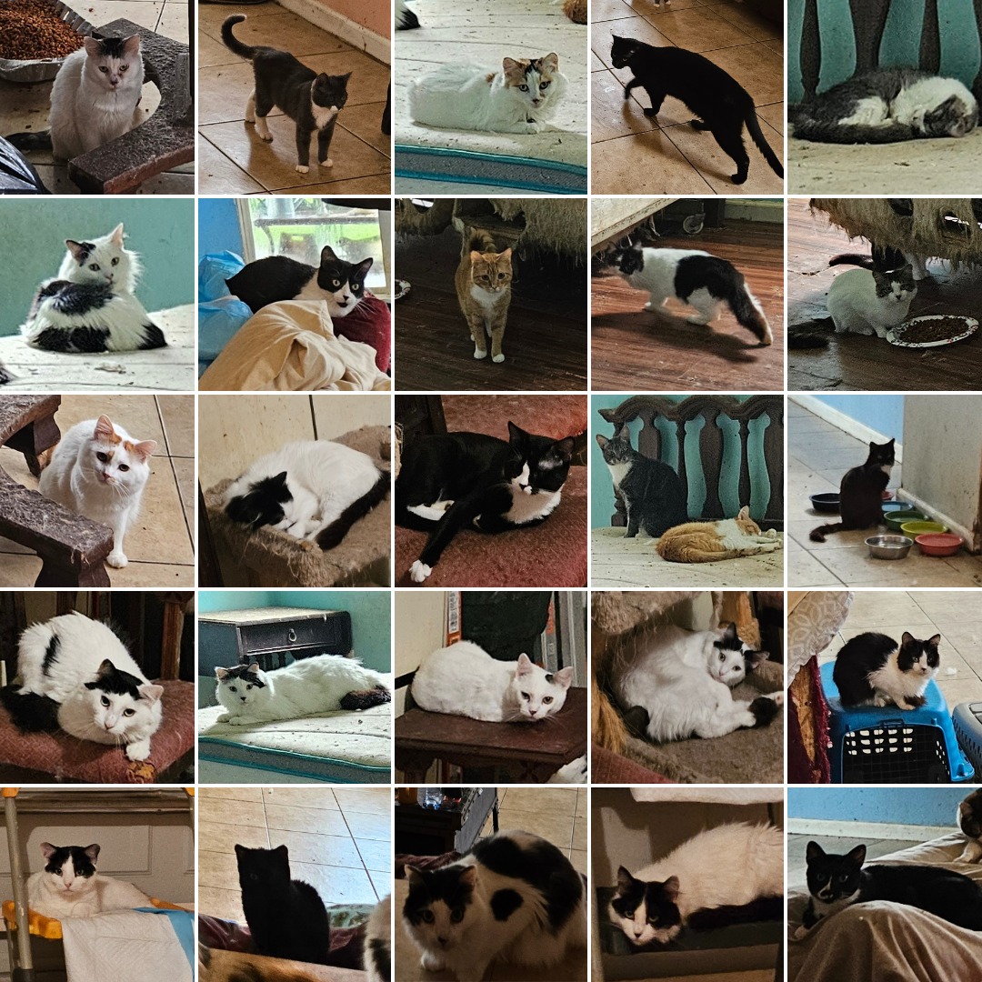 Nearly 100 cats available for adoption following removal from Palm Coast  home, sheriff's office says