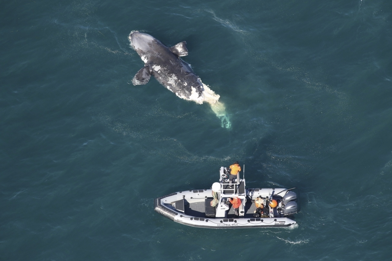 Endangered right whale floating dead off Georgia is rare species