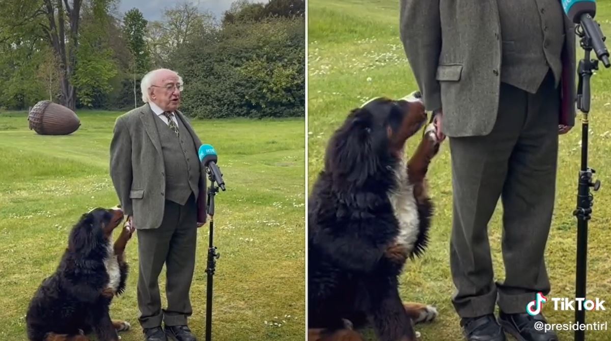 how much is a bernese mountain dog in ireland