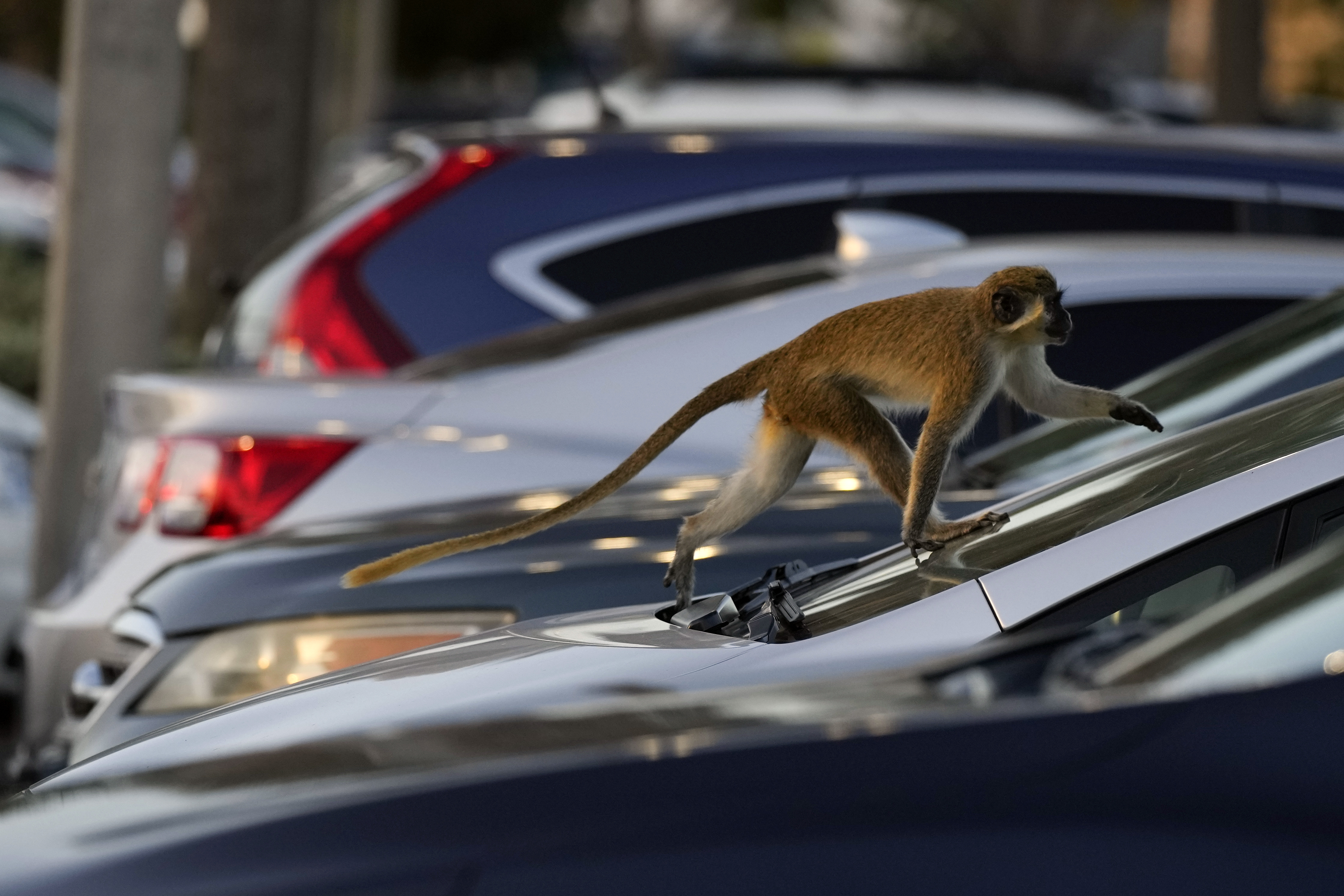 Colony of monkeys living in mangroves near Florida airport delight