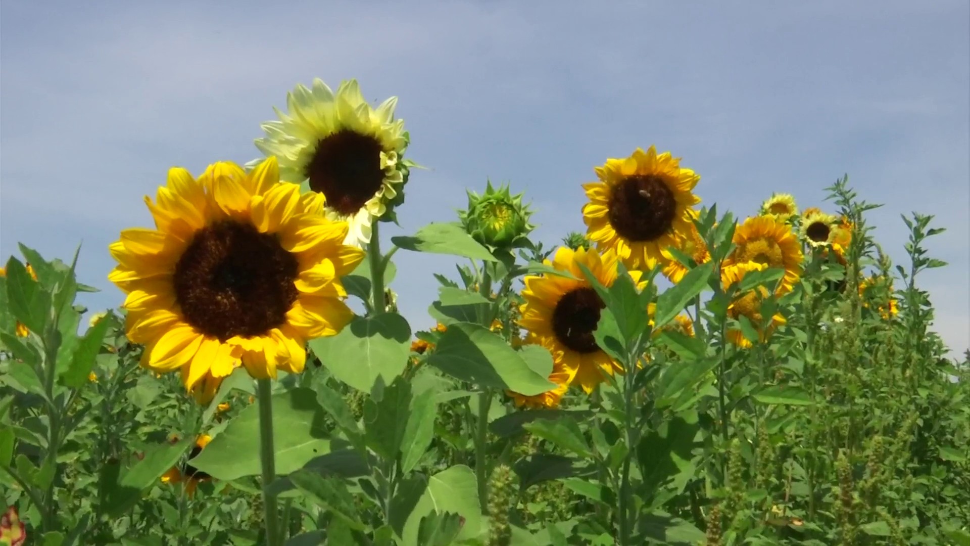 Sunflower Farms Jacksonville Fl Best Flower Site