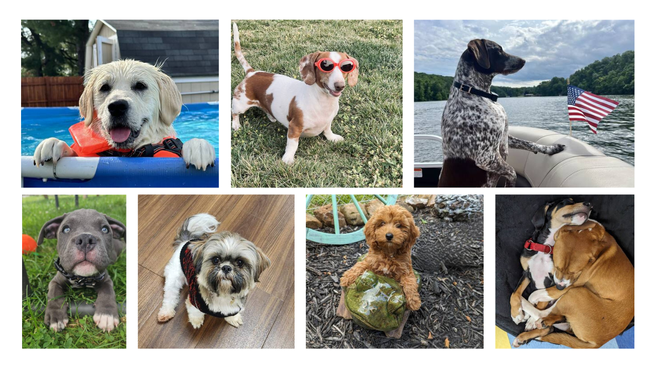 Puppy love: Post your pup's pics on SnapJAX