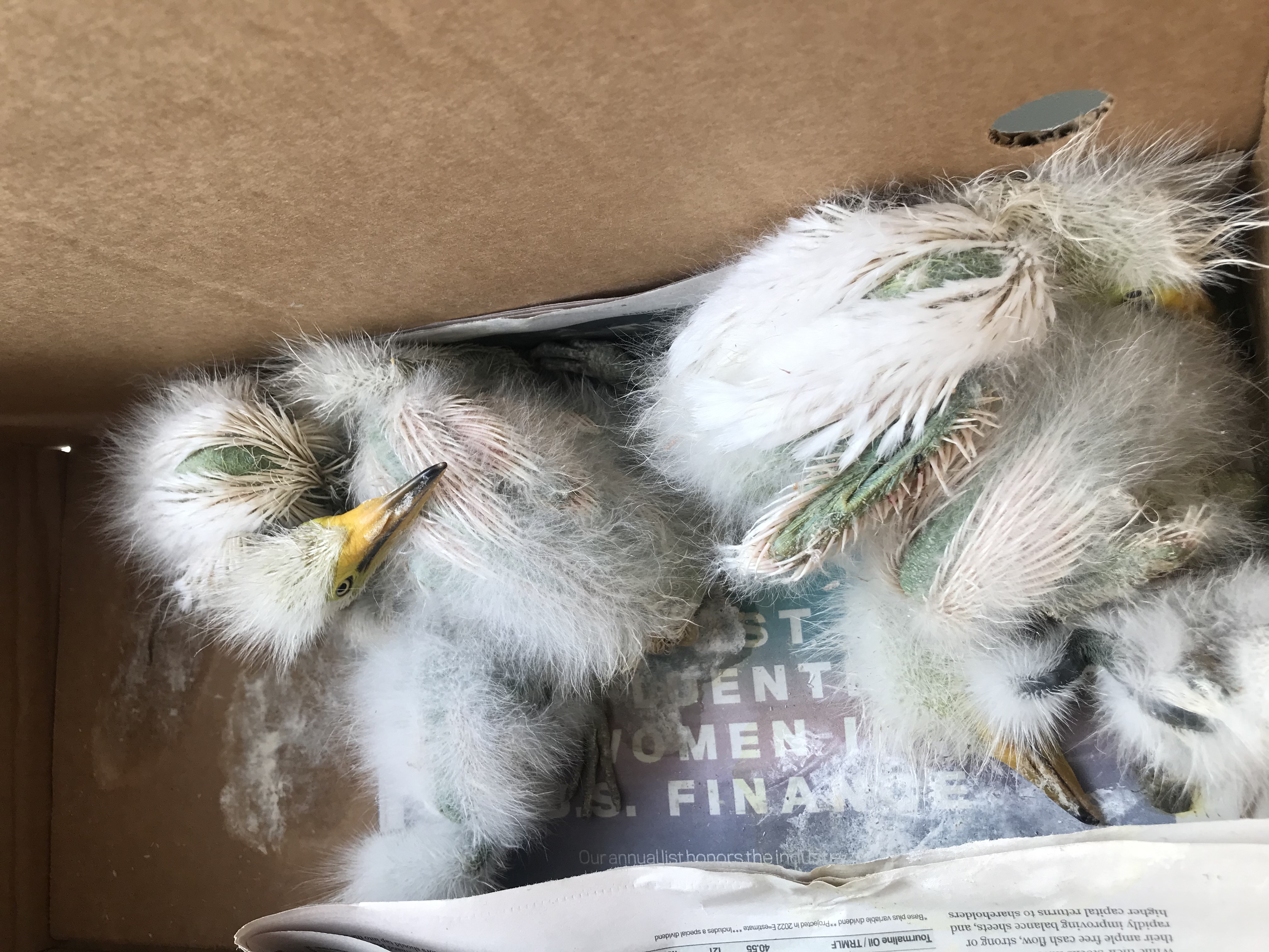 Passport to Texas » Blog Archive » Oops! Baby Bird Out of the Nest