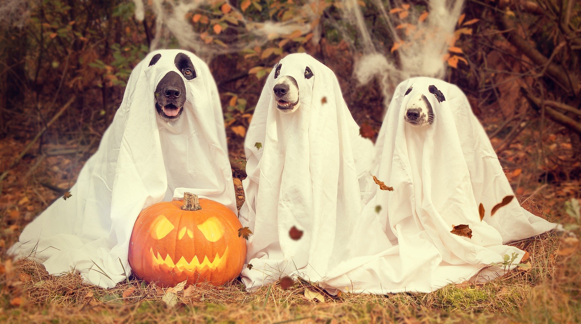 Show Us Your Dog's Halloween Costume