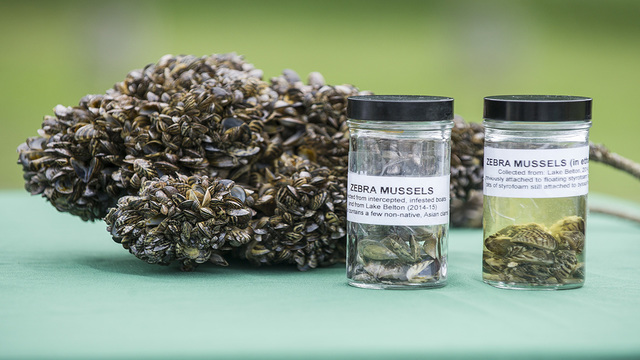 Aquarium moss balls contaminated with invasive species found in