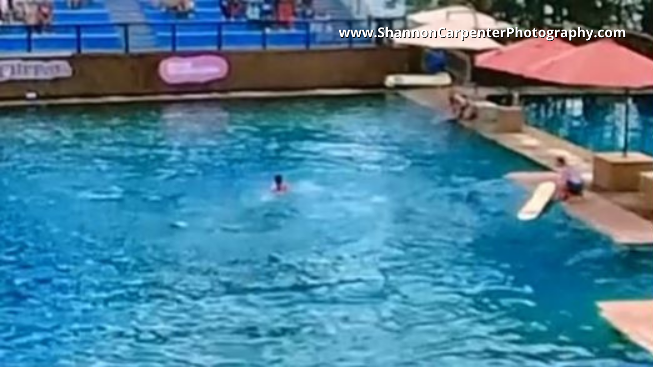 Video Shows Dolphin Attacking Trainer During Miami Seaquarium Show