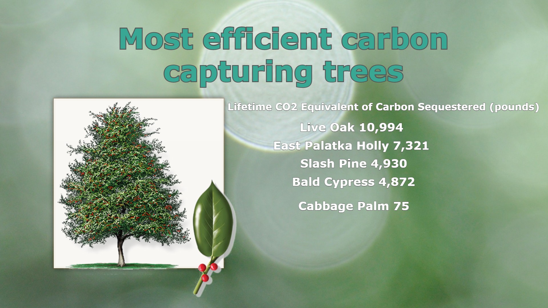 Which tree removes most CO2?