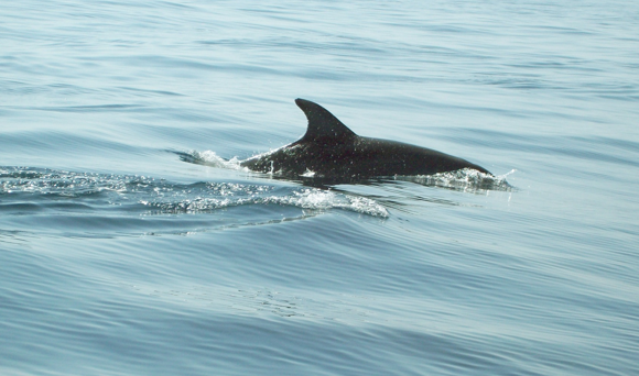 Dolphin attacks trainer during 'Flipper Show' in Florida, report says