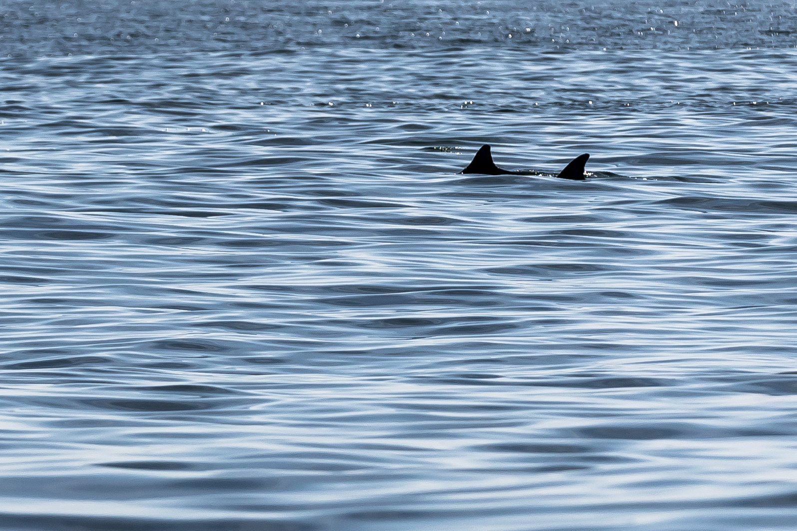 Shark attack history on the Cape and all along Massachusetts: More frequent  attacks, but extremely rare