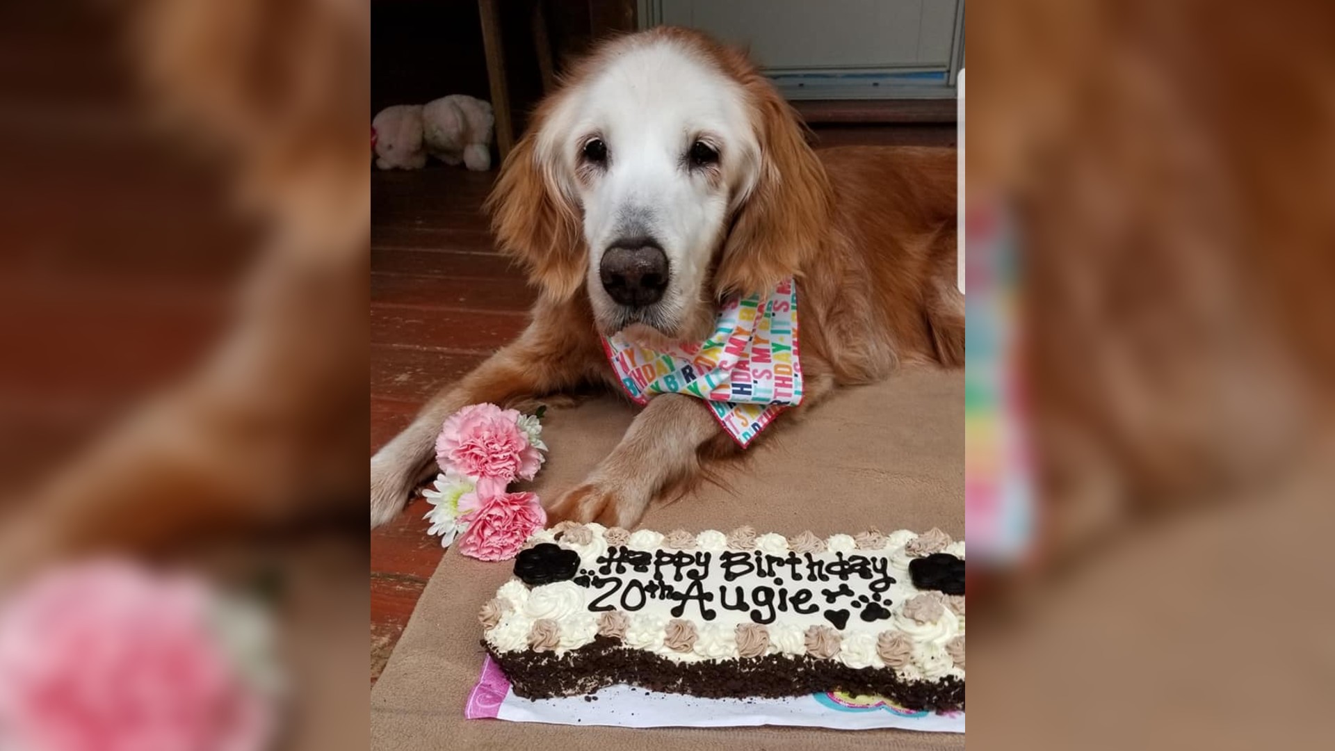 20 years in dog years