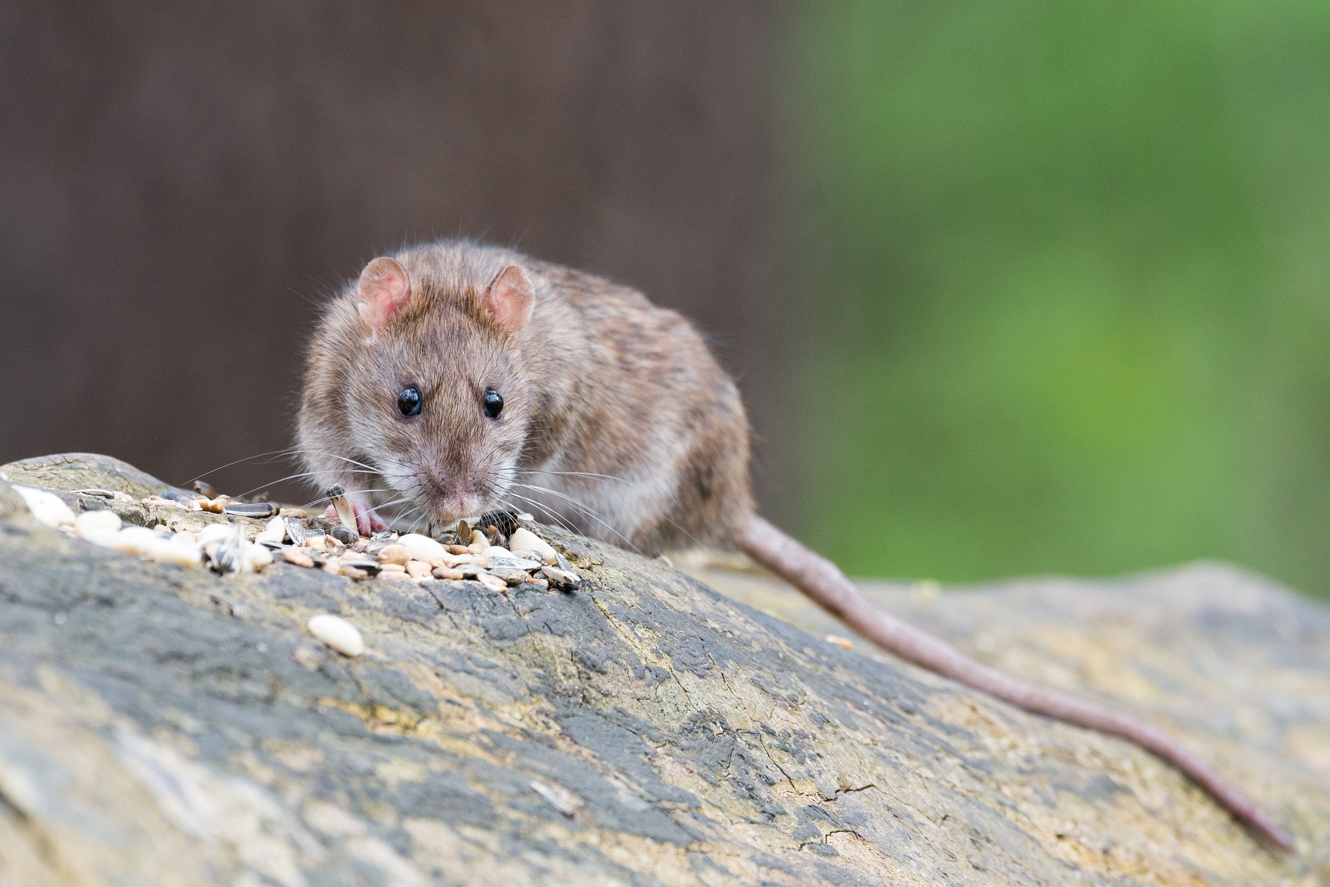 Rats! Houston is among 2023 'rattiest' cities in US, according to