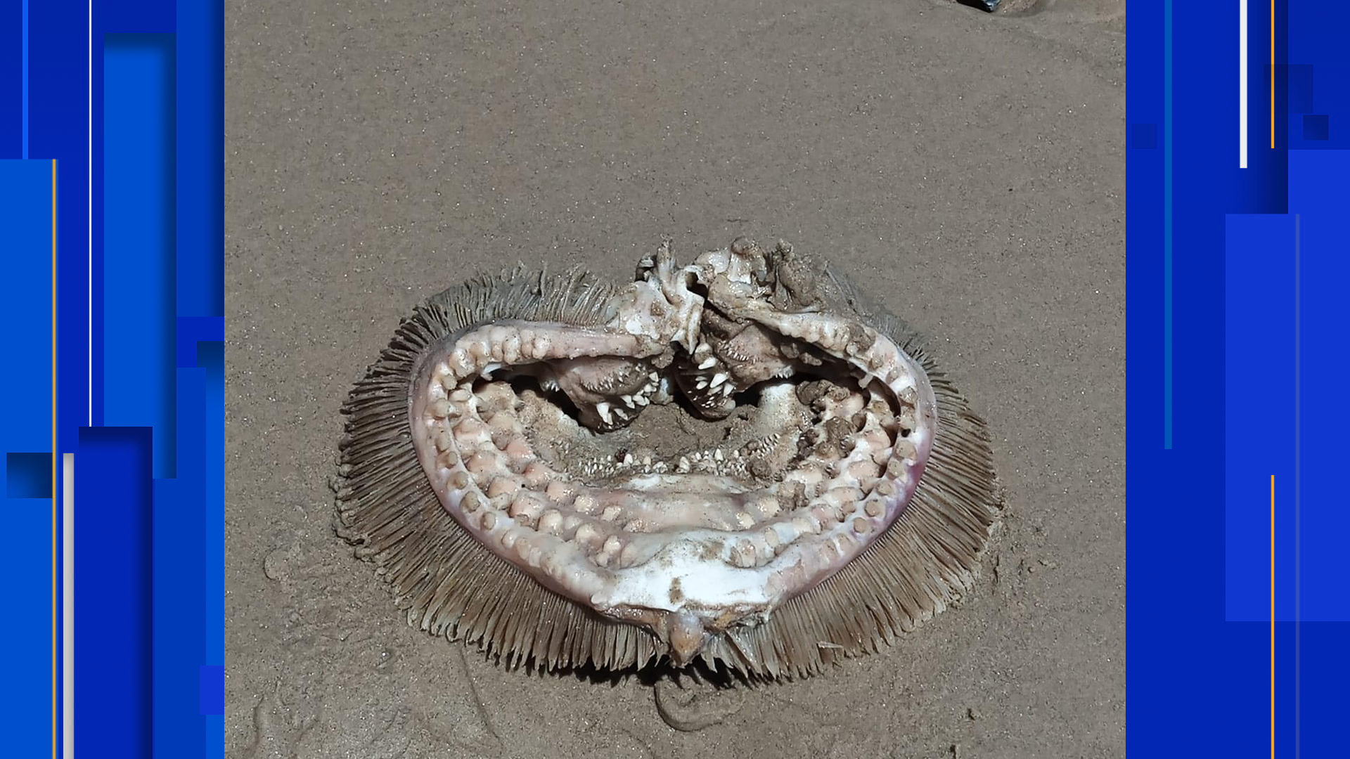 Giant Sea Serpent Washed Ashore Giant Sea Serpent Washed Ashore