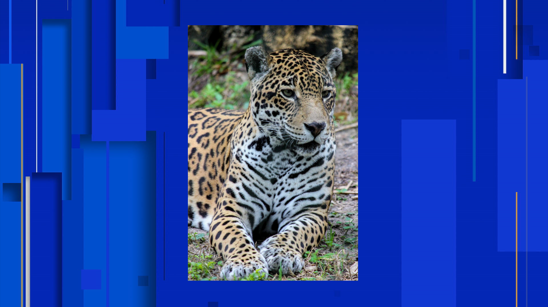 Female jaguar killed by male one at Florida zoo